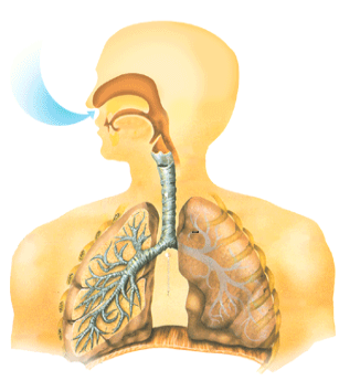 Органи дихання